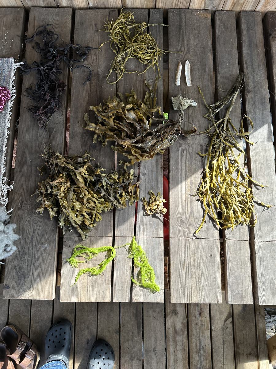 Seaweed laid out to dry on the wooden deck