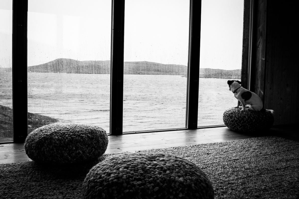 A dog on the window seat looking out at a rainy day